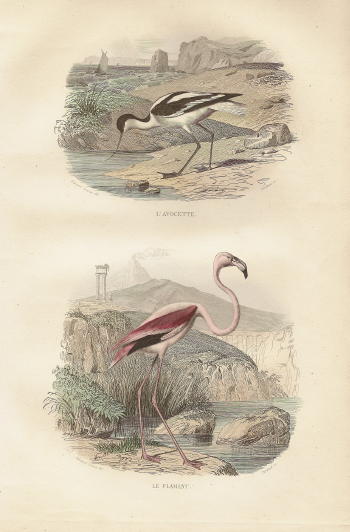 flamingo.small.jpg
