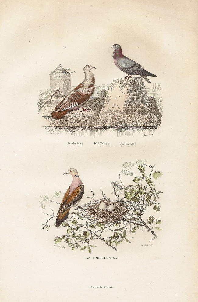 pigeon_nest.large.jpg